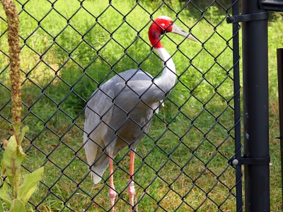 [Crane with a red head and a white-grey body and beak standing just on the other side of the fence.]